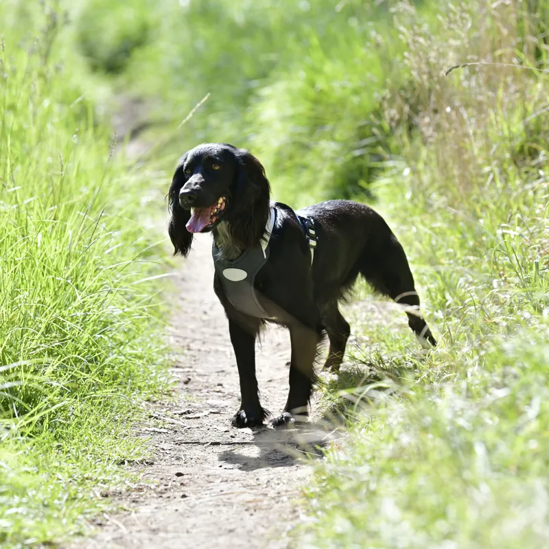 Weatherbeeta Explorer Dog Harness - Large-3