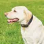 Weatherbeeta Leather Plaited Dog Collar - XXLarge