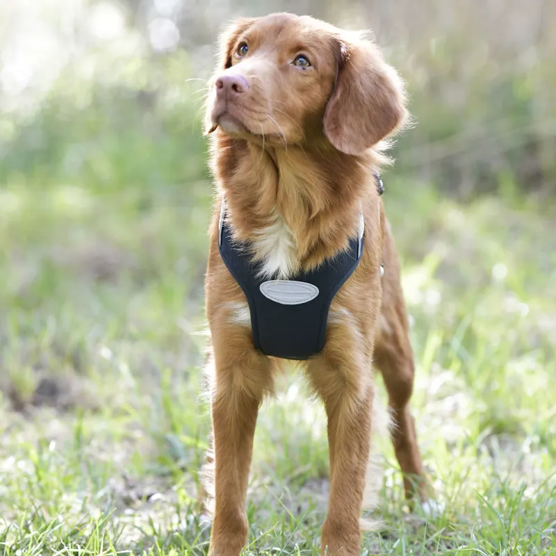 Weatherbeeta Explorer Dog Harness - Small-2