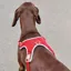 Weatherbeeta Elegance Dog Harness - Xsmall/ Small