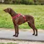 Weatherbeeta Elegance Dog Harness - Small/ Medium