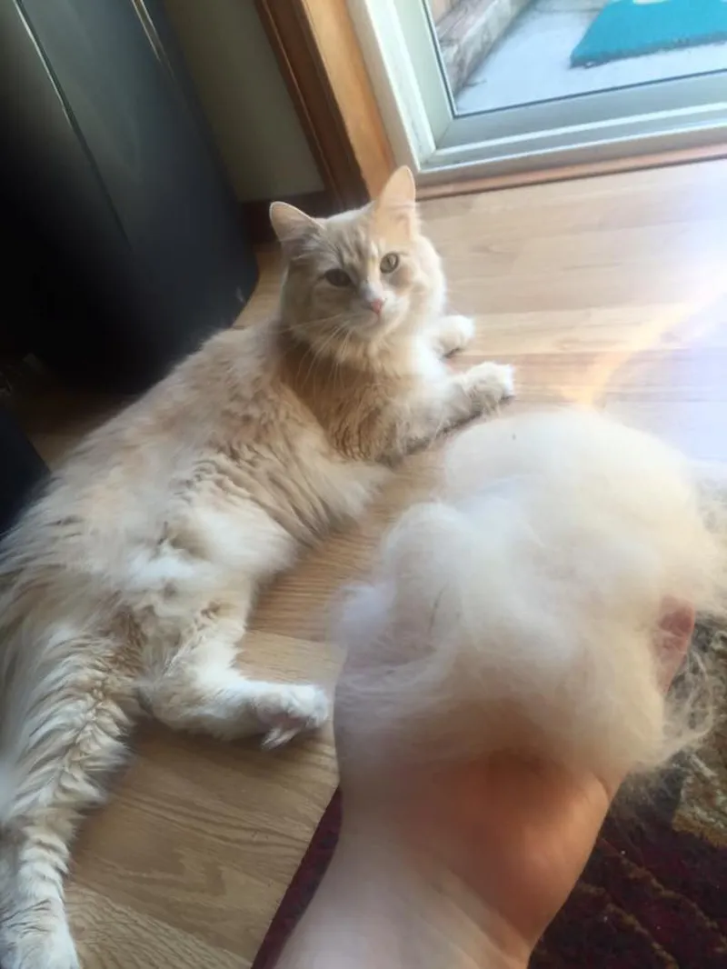 SleekEZ Grooming Tool - Small-2