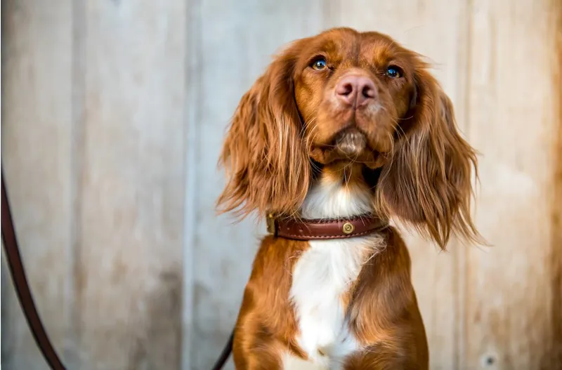 Hicks and Hide Stanway Field Collar - Cartridge Tip - Cognac-2