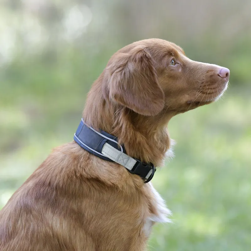 Weatherbeeta Explorer Dog Collar - Large-3