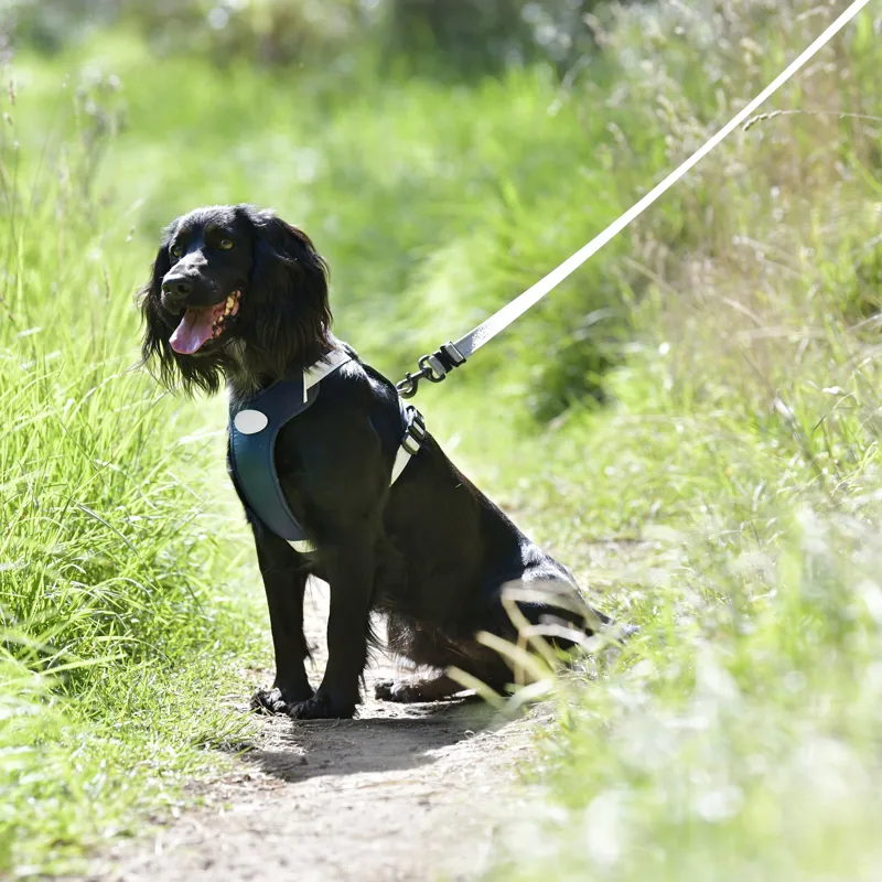 Weatherbeeta Explorer Dog Harness - Large-4