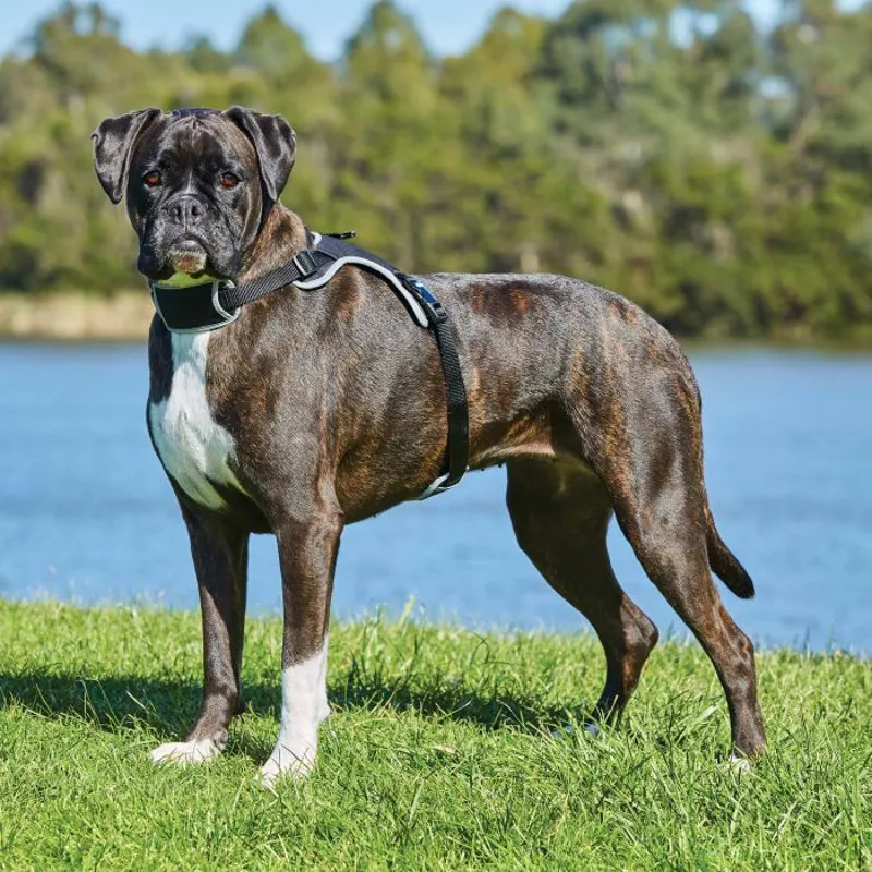 Weatherbeeta Elegance Dog Harness - Small/ Medium-5