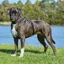 Weatherbeeta Elegance Dog Harness - Large/ Xlarge