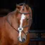 Shires Velociti Rapida Grackle Bridle - Havana