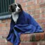 Weatherbeeta Dog Towel - Large