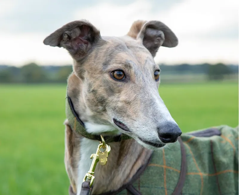 Digby and Fox Tweed Greyhound Collar - Large-1