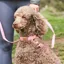 Weatherbeeta Elegance Dog Lead - Xsmall/ Small