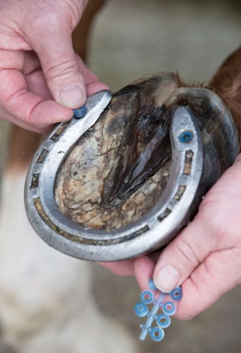 LeMieux Stud Plugz - Blue-1