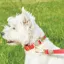 Weatherbeeta Elegance Dog Collar - X Small
