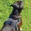 Weatherbeeta Elegance Dog Harness - Medium/ Large