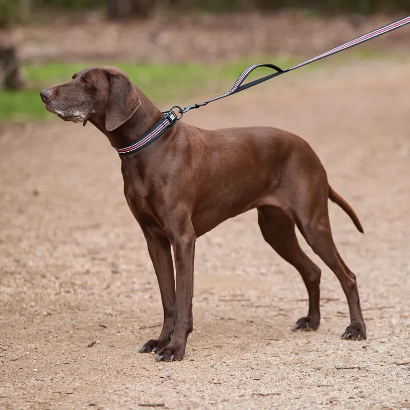 Weatherbeeta Reflective Dog Lead - Medium-4