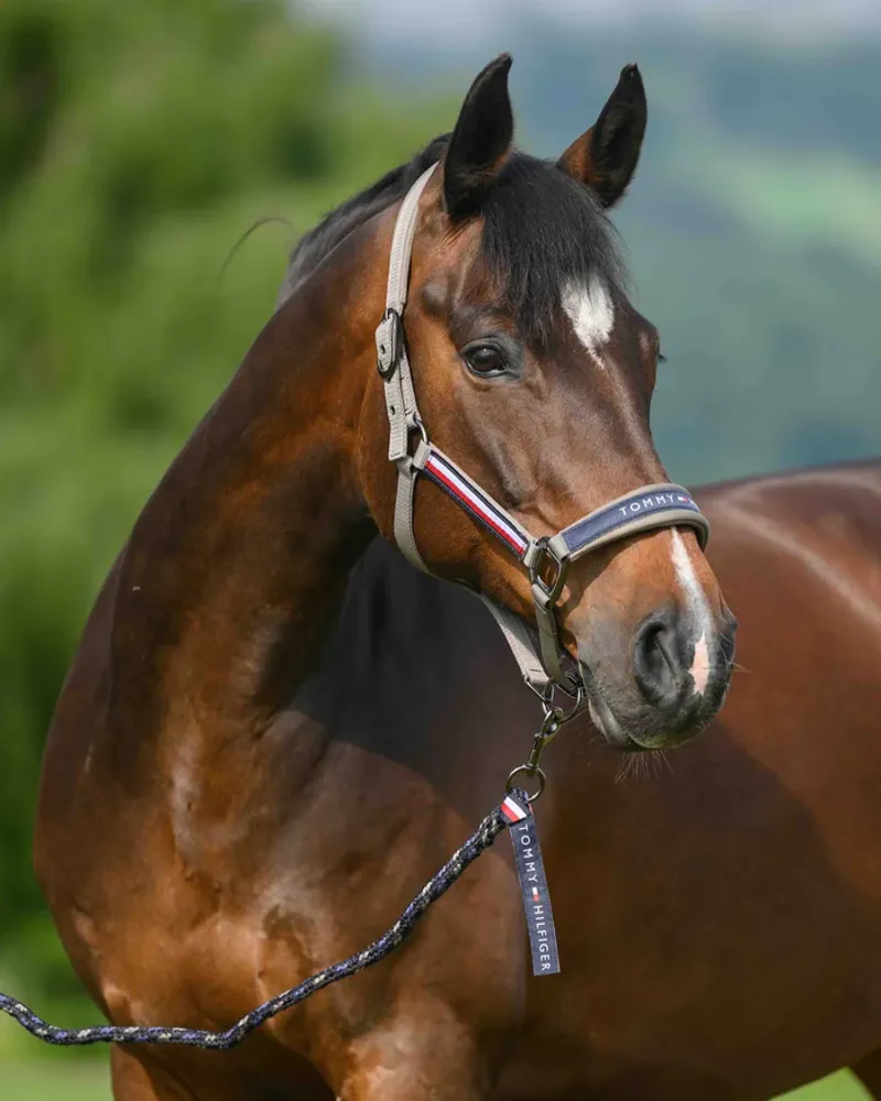 Tommy Hilfiger Yale Set Halter Rope - Ash-1