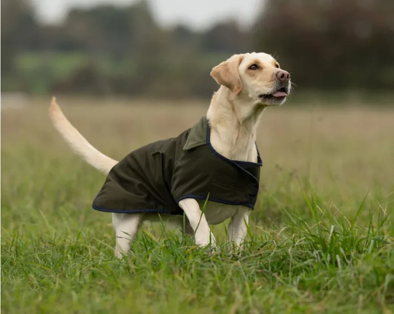 Sporting Saint Winslow Dog Coat - Waterproof 22inch-3