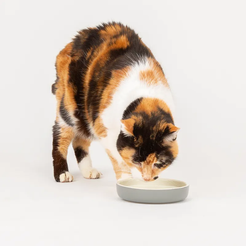 Scruffs Classic Pet Saucer - 13cm -1