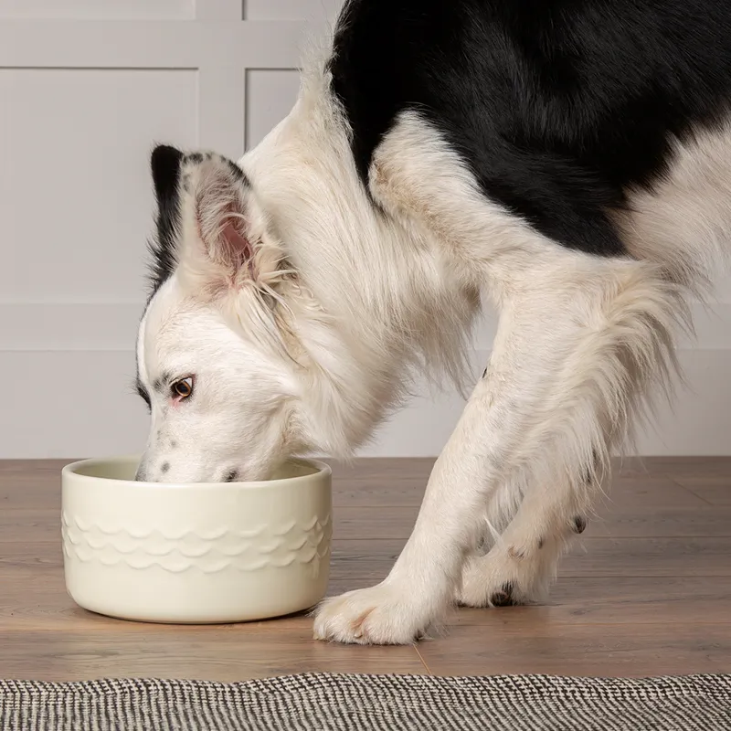 Scruffs Icon Water Bowl - 20cm -1