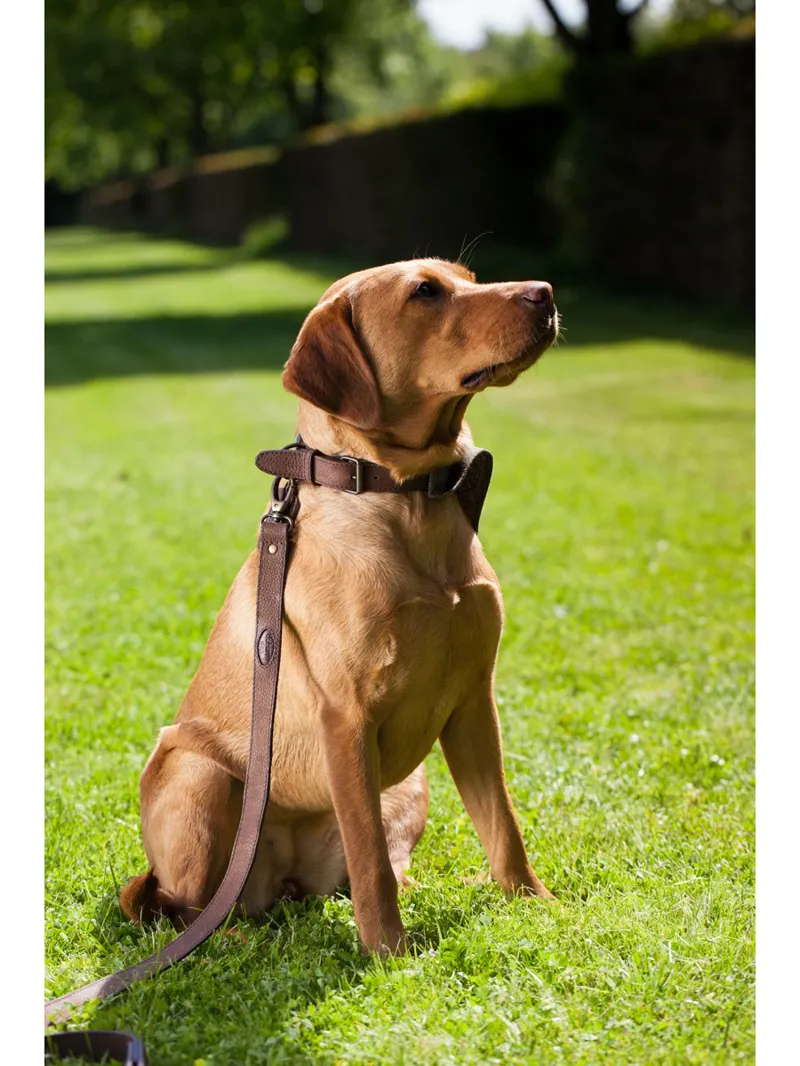 Dubarry Dunmanway Leather Dog Lead - Walnut-1