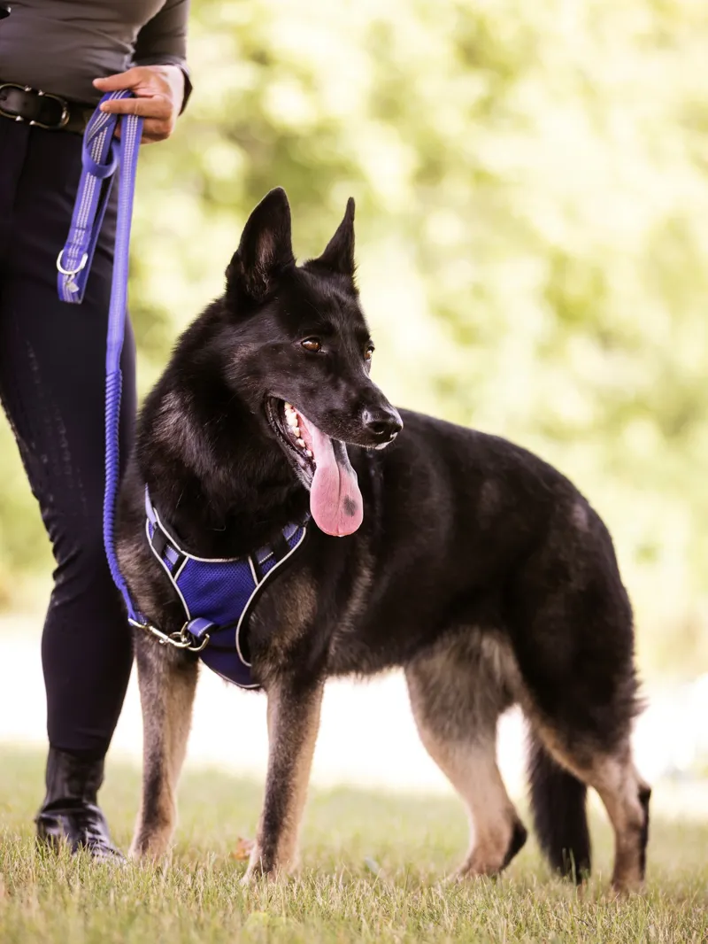 LeMieux Henley Webbing Bungee Dog Lead - Large