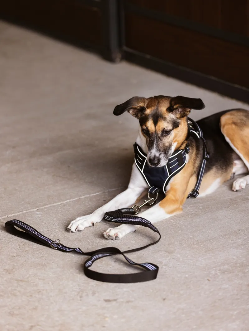 LeMieux Henley Webbing Bungee Dog Lead - Large-3