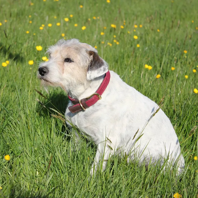 Weatherbeeta Leather Plaited Dog Collar - XXLarge-1