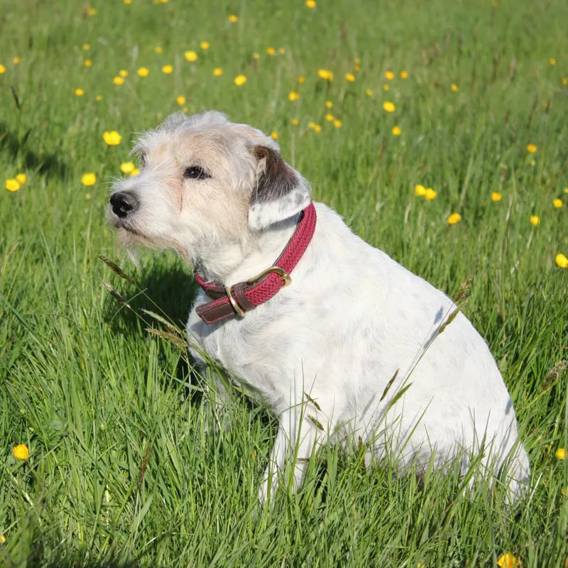 Weatherbeeta Leather Plaited Dog Collar - Xsmall