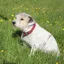 Weatherbeeta Leather Plaited Dog Collar - Xsmall