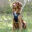Weatherbeeta Explorer Dog Harness - Medium