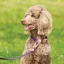 Weatherbeeta Elegance Dog Lead - Medium/ Large