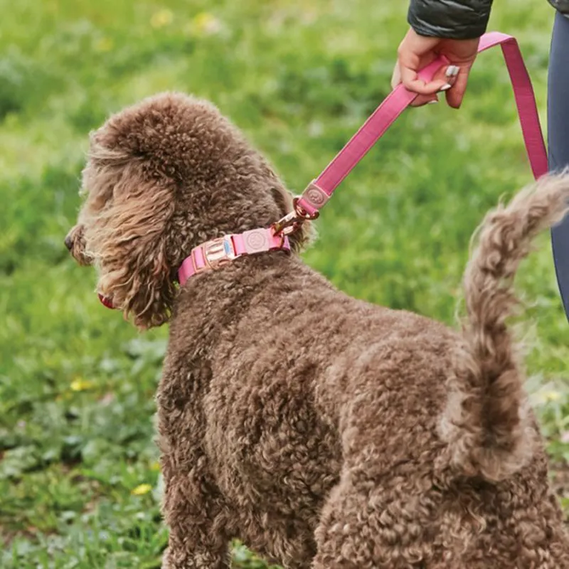 Weatherbeeta Elegance Dog Collar - Medium