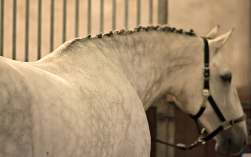 Eqclusive HAAS Brushes Pack - Grey/White/Coloured-2