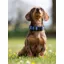 LeMieux Henley Webbing Dog Collar - Medium