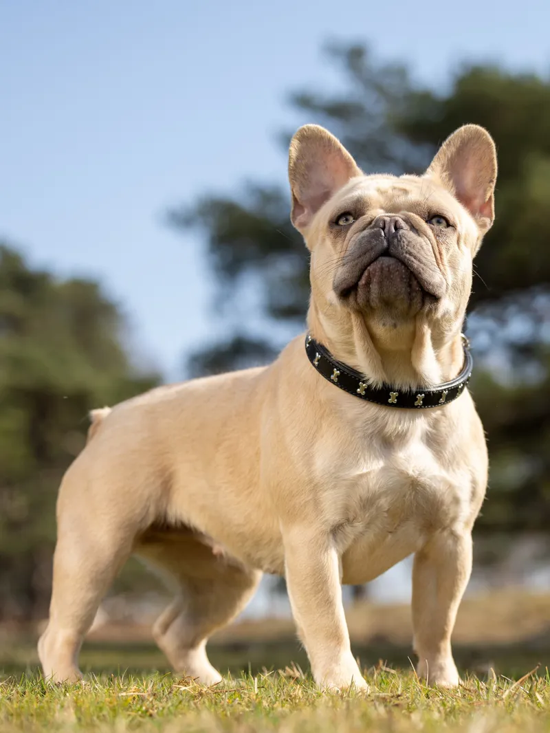 LeMieux Chelsea Dog Collar - X Small-10