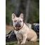 LeMieux Oxford Dog Collar - X Large