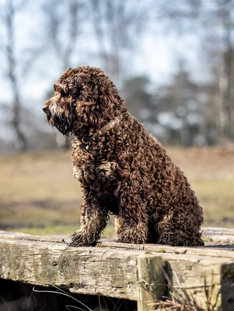 LeMieux Chelsea Dog Collar - X Small-5