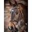 LeMieux Competition Flash Bridle - Havana