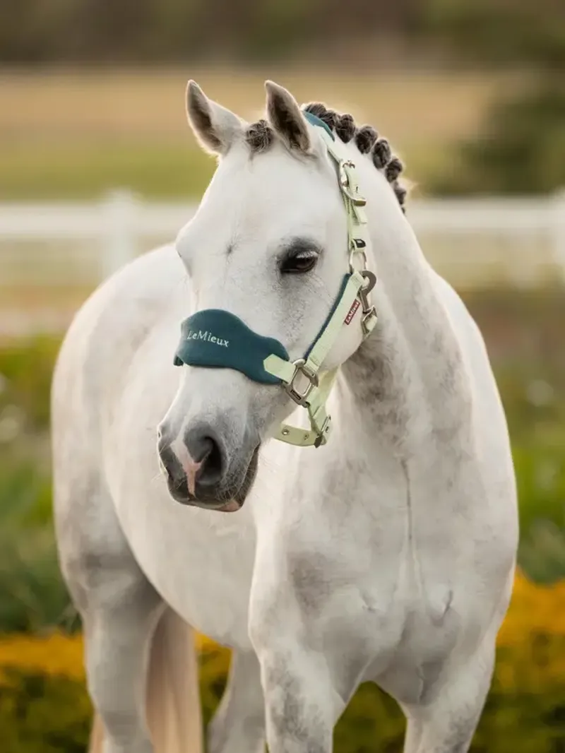 LeMieux Mini Vogue Headcollar and Leadrope - Macaron-1