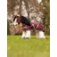 LeMieux Toy Pony Printed Ripstop Rug - Blackberry