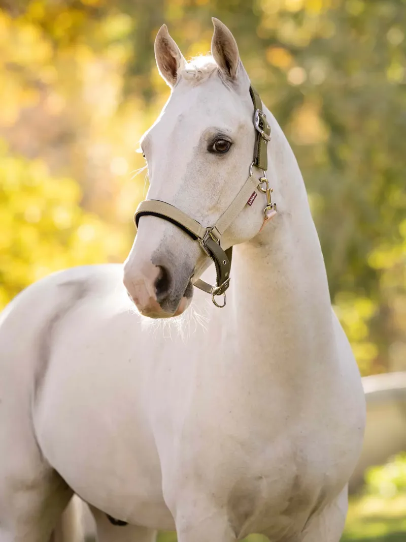 LeMieux Medley Headcollar - Gooseberry/Pear/ Petal-1