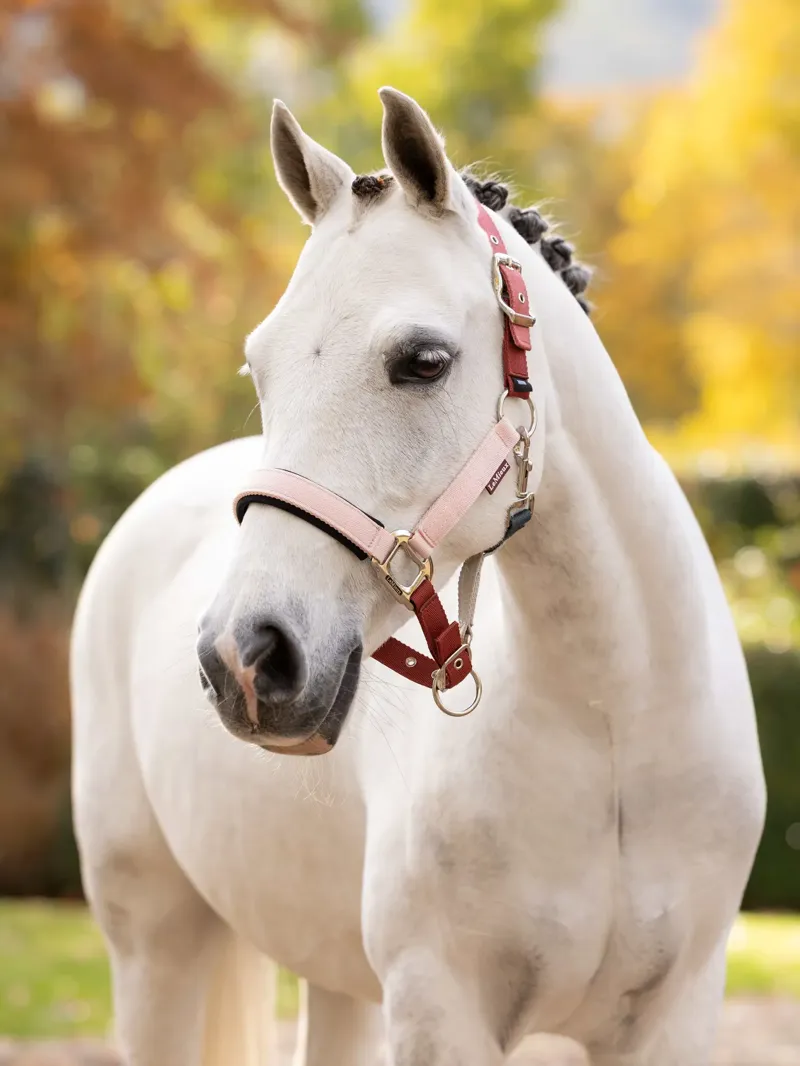 LeMieux Medley Headcollar - Spiced Earth/Petal/ Aloe-1