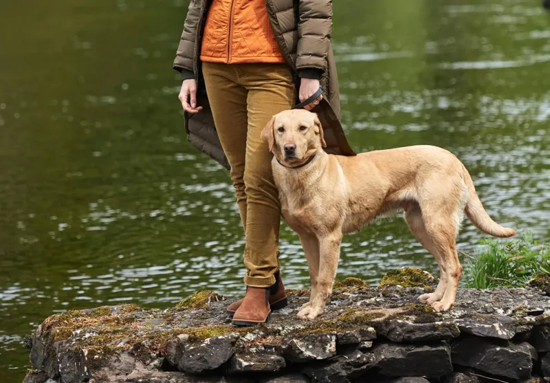 Dubarry Honeysuckle Cord Trouser - Harvest Gold-1