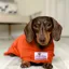 Dogrobe - Mini  