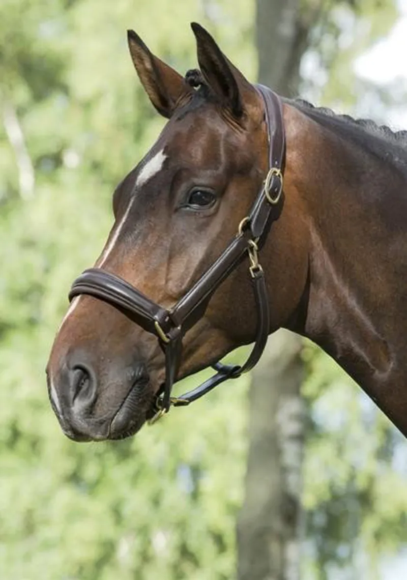 Mountain Horse Leather Halter - Black/Brass