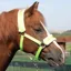 Horzehood Headcollar Set - Devine Lime