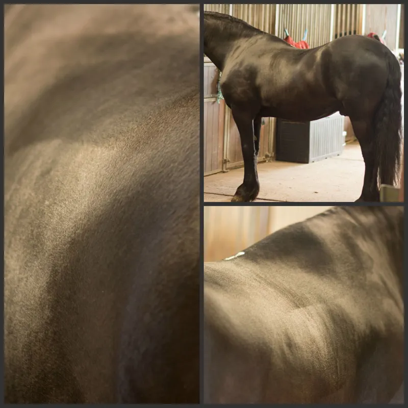 Eqclusive HAAS Brushes Pack - Dark Bay/Black-2