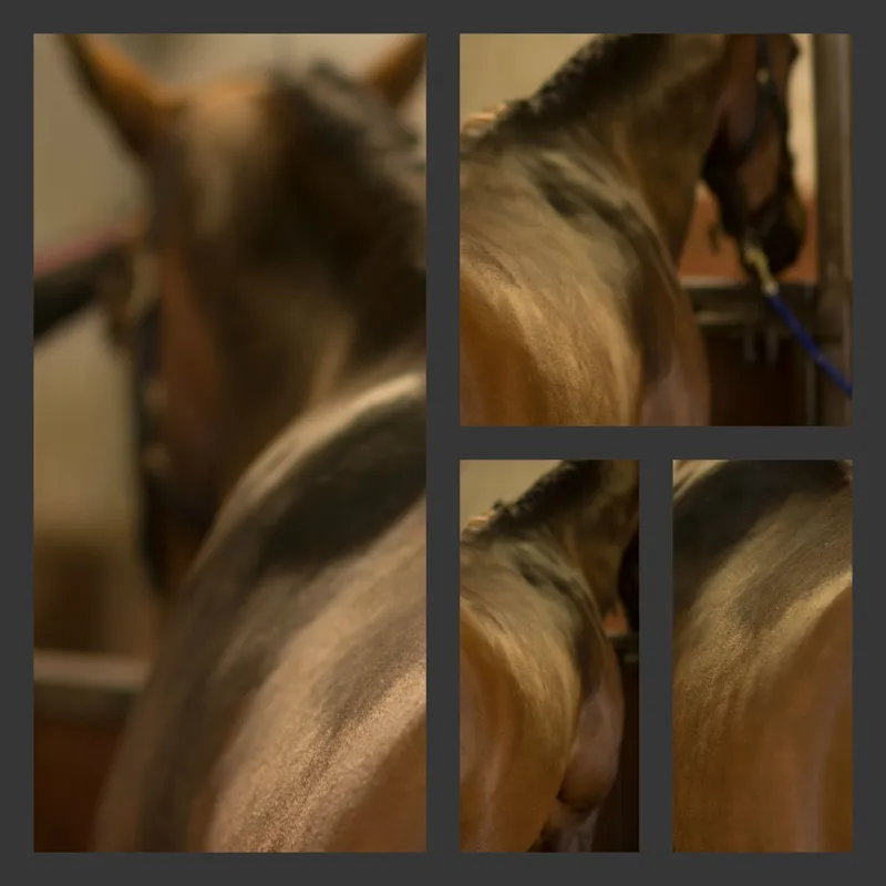 Eqclusive HAAS Brushes Pack - Universal-4