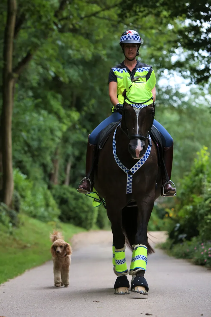 Equisafety Polite Leg Boots - Yellow-2