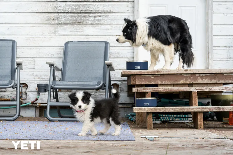 YETI Boomer 8 Dog Bowl - Alpine Yellow-4